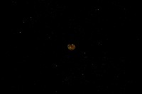 藏品(微小螺)的圖片